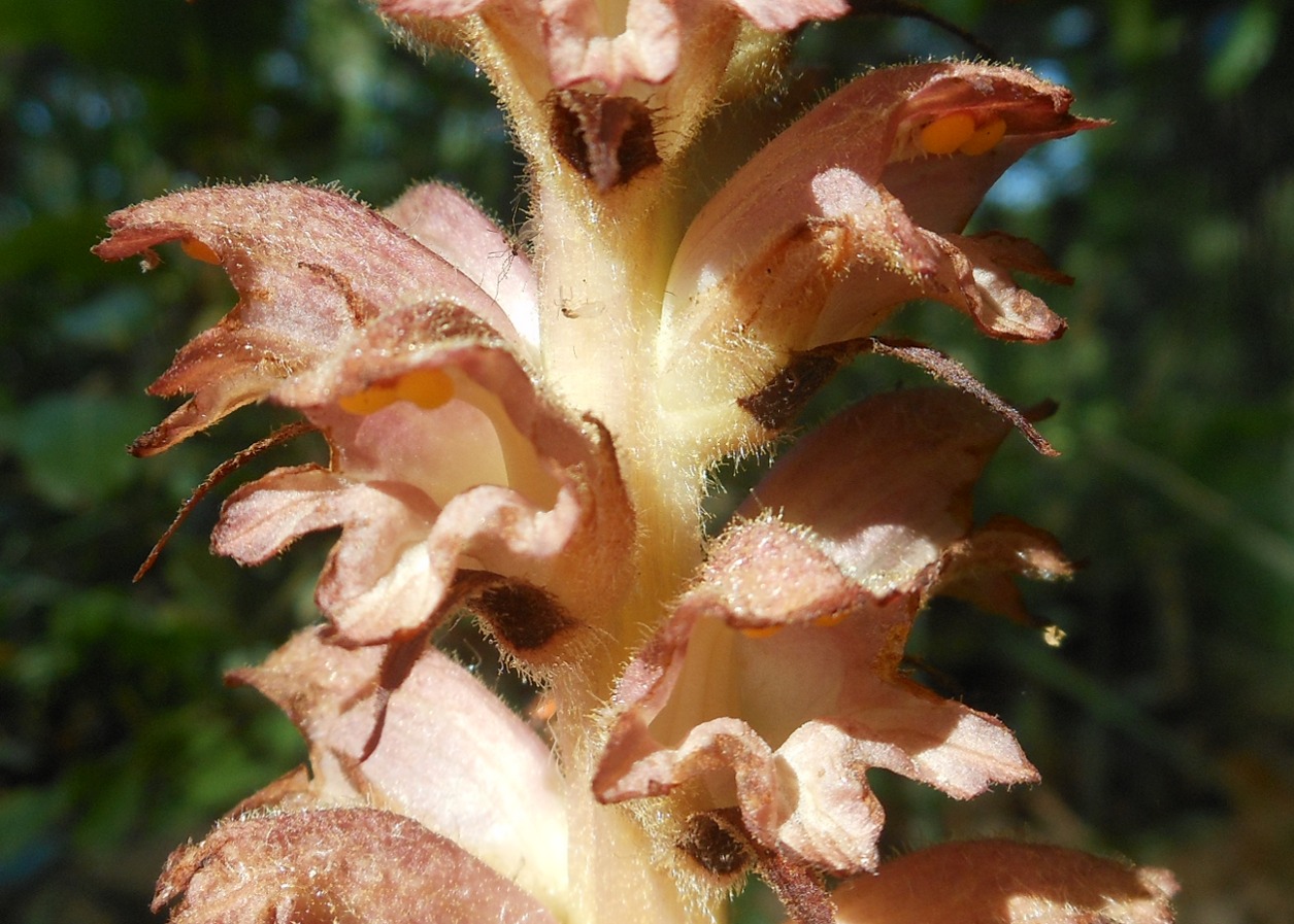 Orobanche rapum-genistae / Succiamele delle ginestre